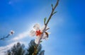 Almond flower tree with bee pollination in spring Royalty Free Stock Photo