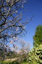 Almond in flower tree and nopal cactus