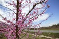 Almond flower trees field pink white flowers