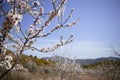 Almond flower trees field pink white flowers Royalty Free Stock Photo