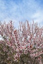 Almond flower trees field in spring season Royalty Free Stock Photo