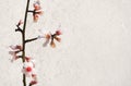 Almond flower twig on white roughcast wall