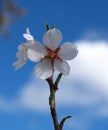 Almond flowers Royalty Free Stock Photo