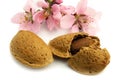 Almond with flowers Royalty Free Stock Photo