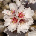 Almond Flowers Blooming in Modesto California