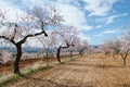 Almond flowers