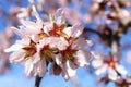 Almond flowers blossom bunch on the tree photo