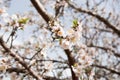 Almond flowers and branches over blue sky blurred background Royalty Free Stock Photo