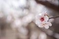 Almond flowers close up focus over blurred background spring seasonal plant blooming