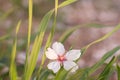 Almond flowers