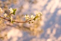 Almond flowers