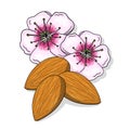 Almond flowers and nuts illustration on white background Royalty Free Stock Photo