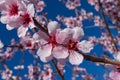 Almond flowers prunus dulcis, blooming