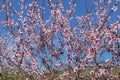 Almond flowers, prunus dulcis, blooming