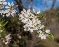 Almond flowers