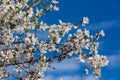Almond flowers Royalty Free Stock Photo