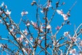 Almond flowers on a tree. Pink and white blossoms on a blue sky Royalty Free Stock Photo