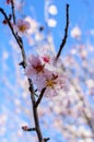 Almond flowers