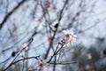 Almond Flowers Welcomes the Spring Royalty Free Stock Photo