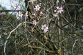 Almond Flowers Welcomes the Spring Royalty Free Stock Photo