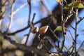 Almond fruits. Prunus dulcis almond tree. Spring time Royalty Free Stock Photo