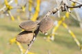 Almond fruits in a Prunus dulcis tree Royalty Free Stock Photo