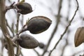 Almond fruits Royalty Free Stock Photo