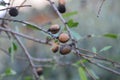 Almond fruits in a Prunus dulcis tree. Spring time Royalty Free Stock Photo