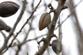 Almond fruits on the tree Royalty Free Stock Photo