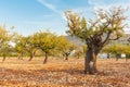 Almond grove Parcent, Spain