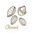 Almond hand drawn graphics element for packaging design of nut and seed or snack. Vector illustration in line art style Royalty Free Stock Photo