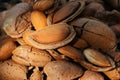 Almond harvest time Royalty Free Stock Photo