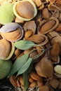 Almond harvest time Royalty Free Stock Photo