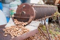 Almond harvest time Royalty Free Stock Photo