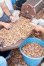 Almond harvest time Royalty Free Stock Photo
