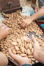 Almond harvest time Royalty Free Stock Photo
