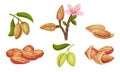 Almond Kernel with Green Leafy Branch and Blossoming Flower Vector Set Royalty Free Stock Photo
