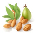 Almond kernel with green leaves set isolated on white background. Illustration style Royalty Free Stock Photo