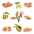 Almond Kernel with Nutshell and Without Vector Set. Organic Food Ingredient Royalty Free Stock Photo