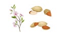 Almond Nut as Edible Seed and Blooming Flowering Plant Branch Vector Set