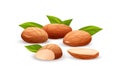 Almond nut composition, food vector drawing, flat Royalty Free Stock Photo