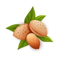 Almond nut composition, food vector drawing, flat Royalty Free Stock Photo