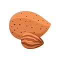 Almond nut peeled and in shell flat style vector illustration Royalty Free Stock Photo