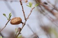 Almond nut growing on almond tree Royalty Free Stock Photo