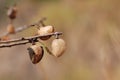 Almond nut growing on almond tree Royalty Free Stock Photo