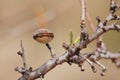 Almond nut growing on almond tree Royalty Free Stock Photo