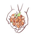 Almond nut in hands. Top view. Vector illustration Royalty Free Stock Photo