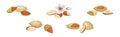 Almond Nut Kernel or Seed in Shell as Dried Snack Vector Set Royalty Free Stock Photo