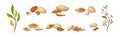 Almond Nut Kernel or Seed in Shell as Dried Snack Vector Set Royalty Free Stock Photo