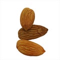 Almond Nut. Realistic 3D Render. Food Element. Isolated On White Background Royalty Free Stock Photo